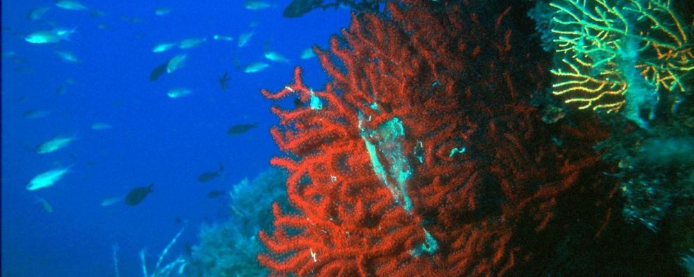 Tor Paterno Shoals protected marine park