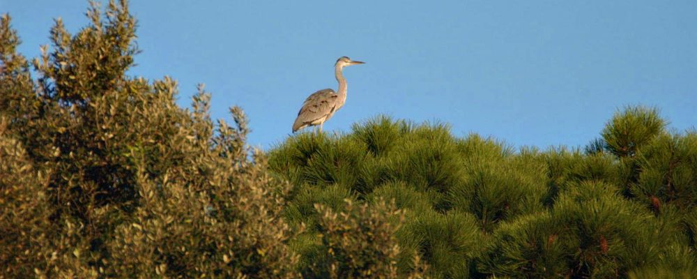 Say “cheese”: fotografia naturalistica tra Oasi Lipu e foce del Tevere